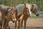 Czym charakteryzuj si ciki dla koni z alergiami?